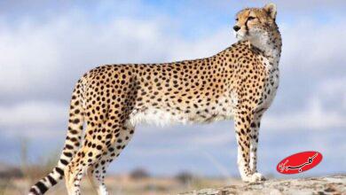 ویدیویی از صورت خونآلود یوز ایرانی؛ «هیوا» محیطبانان را خوشحال کرد