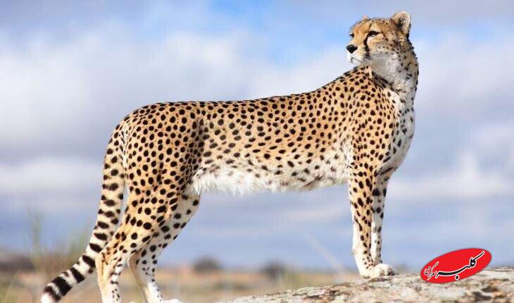 ویدیویی از صورت خونآلود یوز ایرانی؛ «هیوا» محیطبانان را خوشحال کرد