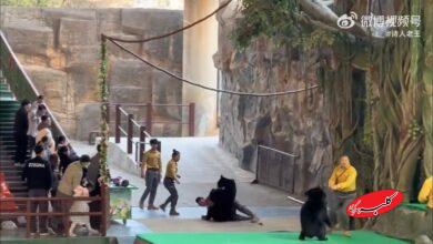 ۴۶ ثانیه فیلم نفسگیر از حمله خرس به کارگر باغوحش!