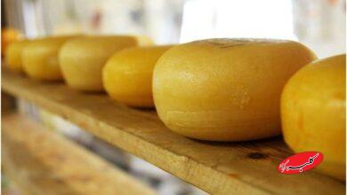 برای تقویت حافظه تا میتوانید این پنیر را بخورید