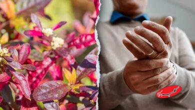 این گیاه برزیلی در درمان روماتیسم معجزه میکند