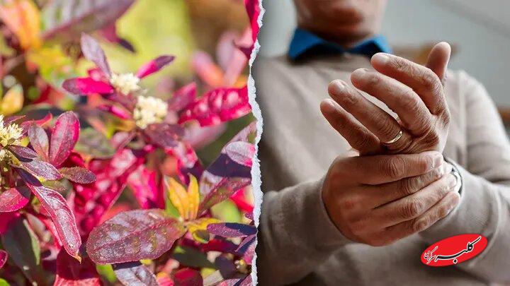این گیاه برزیلی در درمان روماتیسم معجزه میکند