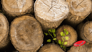 قاچاق چوب