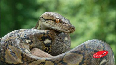 Python snake - مار پیتون