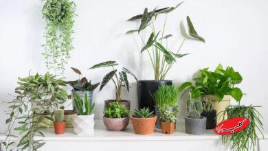 houseplants - گیاهان آپارتمانی - گل و گیاه