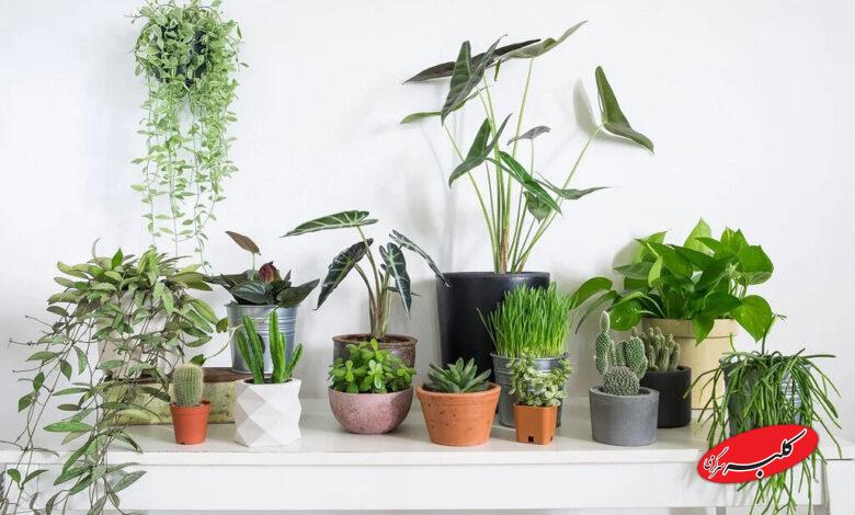 houseplants - گیاهان آپارتمانی - گل و گیاه