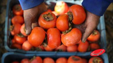 برداشت خرمالو