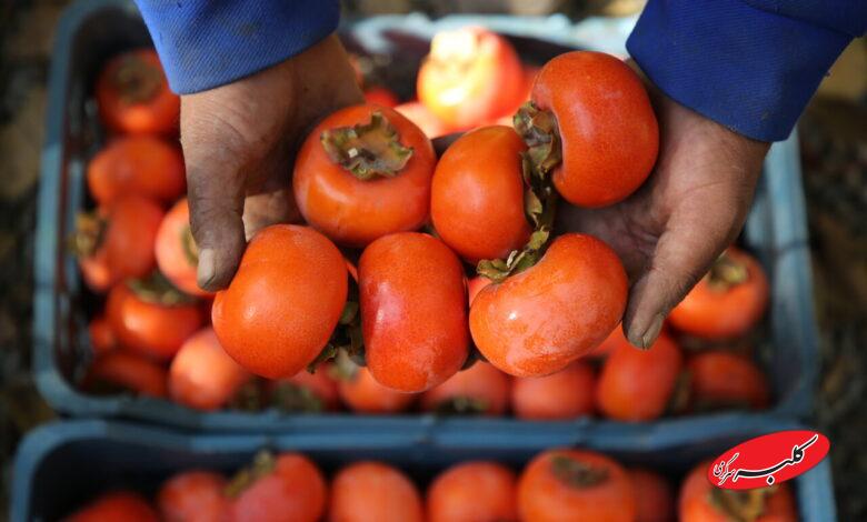 برداشت خرمالو