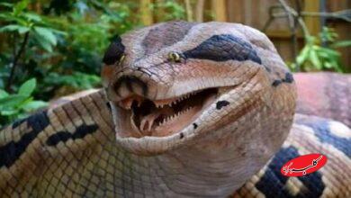 آناکوندا غولپیکر