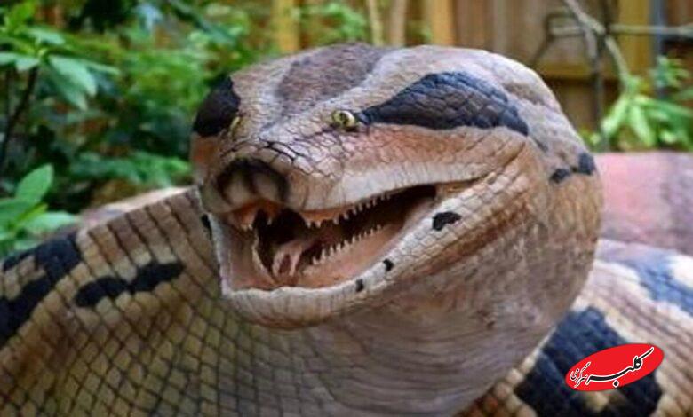 آناکوندا غول‌پیکر