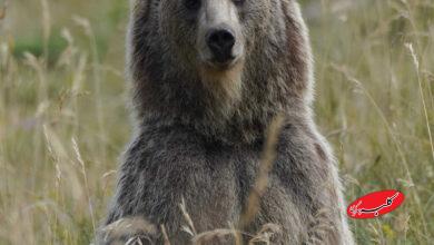 خرس قهوهایی- حامد تیزرویان