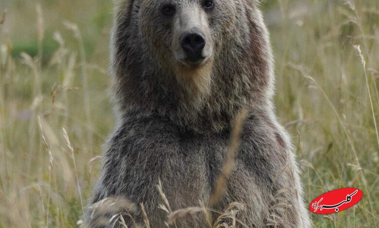 خرس قهوه‌ایی- حامد تیزرویان