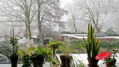 گیاهان در سرما