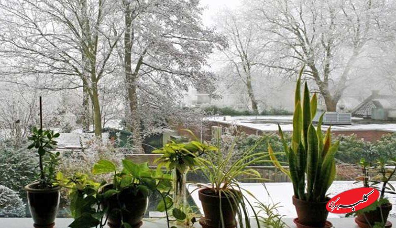 گیاهان در سرما