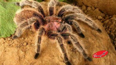 رتیل پشم صورتی