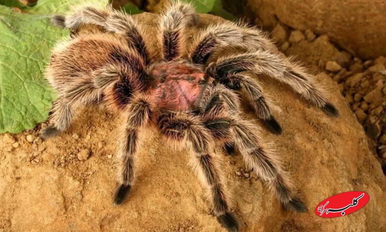 رتیل پشم صورتی