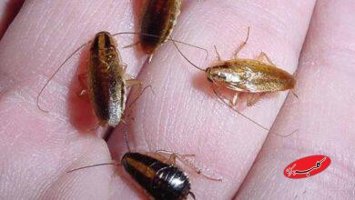 سوسکهای حمام