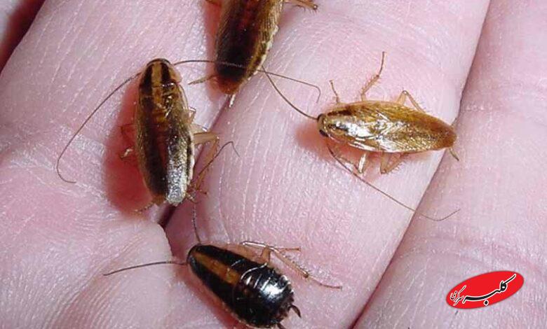 سوسک‌های حمام