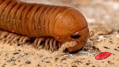 فسیل هزارپا