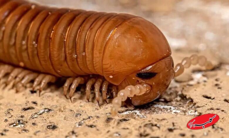 فسیل هزارپا