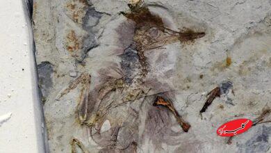 راز پرنده‌