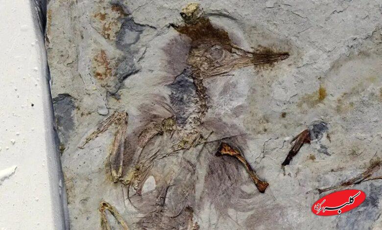 راز پرنده‌