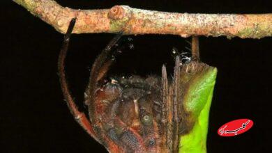 عنکبوت پالتیز