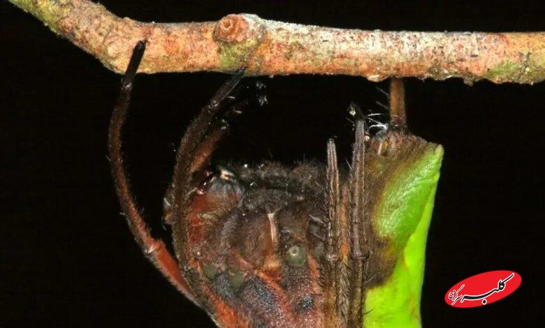 عنکبوت پالتیز