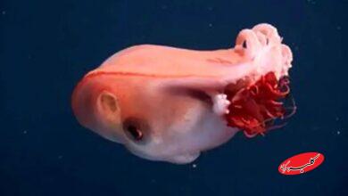 هیولای ژلهای