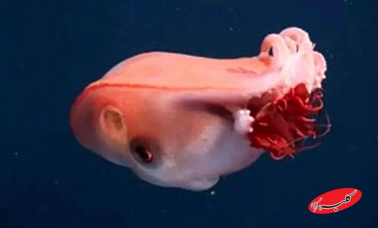 هیولای ژله‌ای