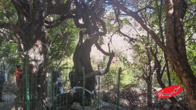 قدیمیترین درخت انگور جهان