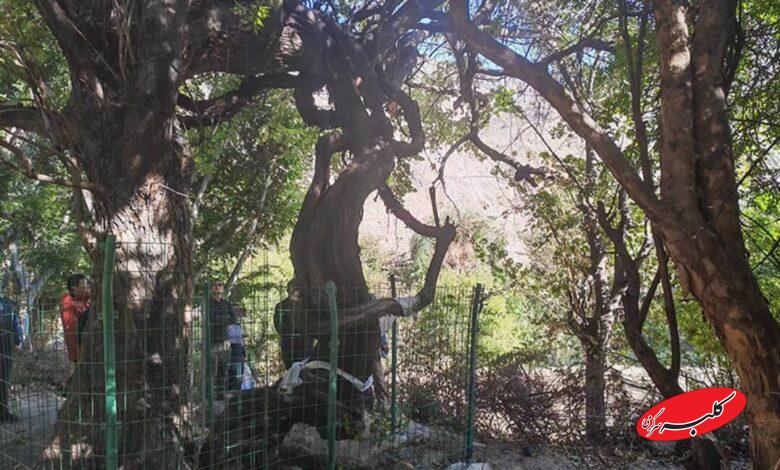 قدیمیترین درخت انگور جهان