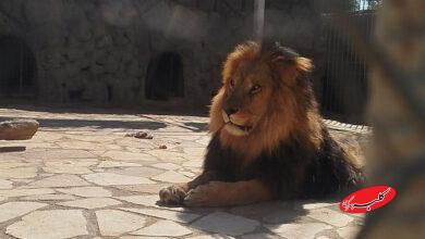 شیر - باغ وحش