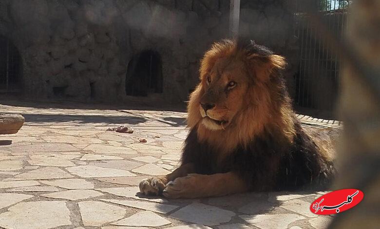 شیر - باغ وحش