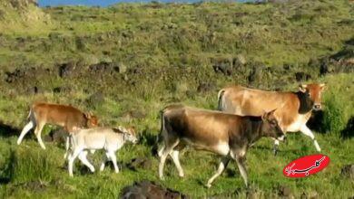 گاوهای فراموششده