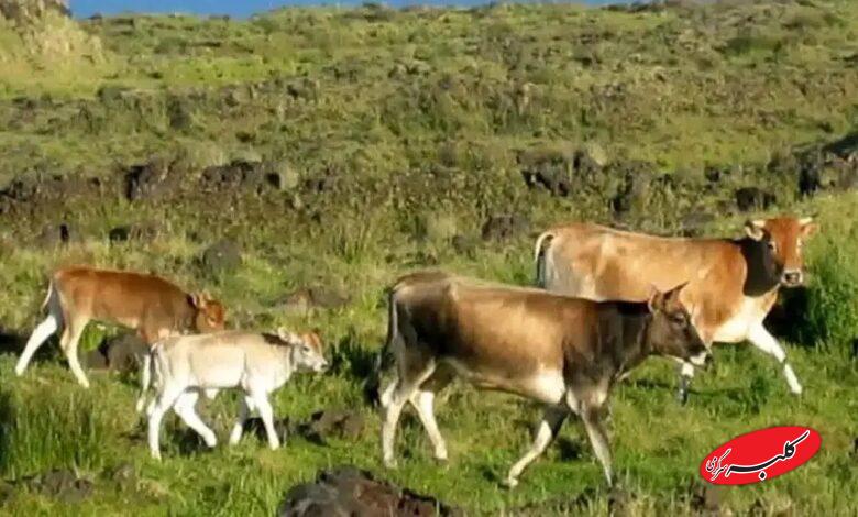 گاوهای فراموششده