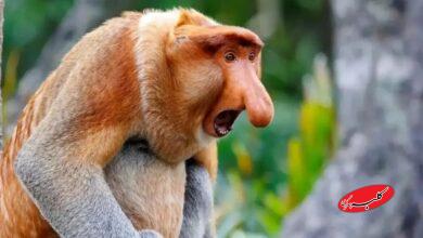 میمونهای بینیدراز