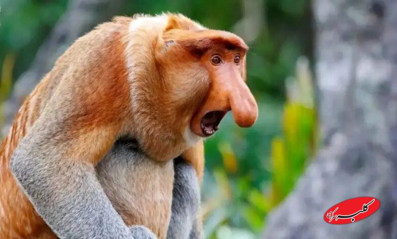 میمونهای بینیدراز