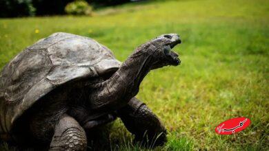 پیرترین جانور