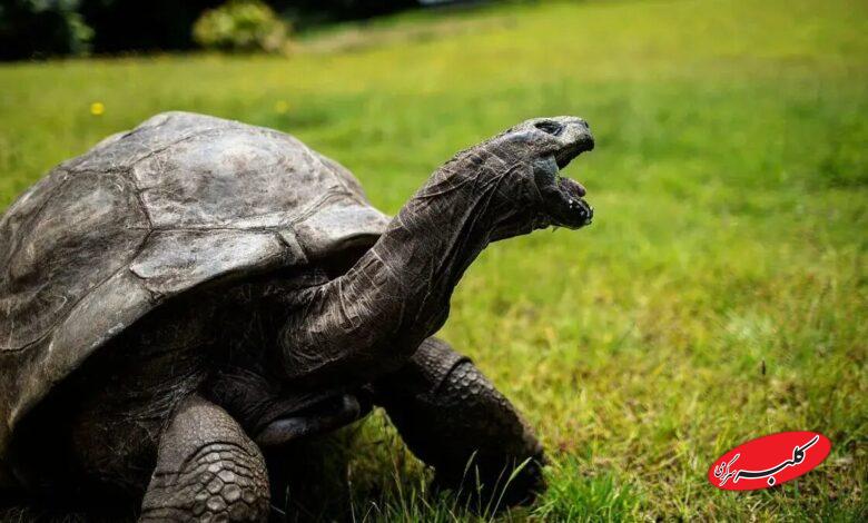 پیرترین جانور