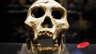 روایت تکامل انسان