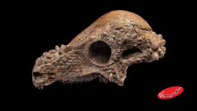 جمجمه دایناسوری