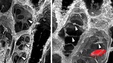 کشف فسیلی ۴۰۰ میلیونساله