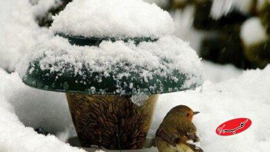 زمستان گذرانی