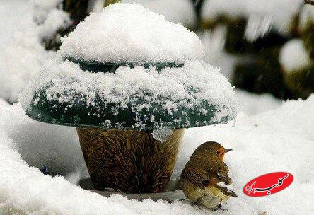 زمستان گذرانی