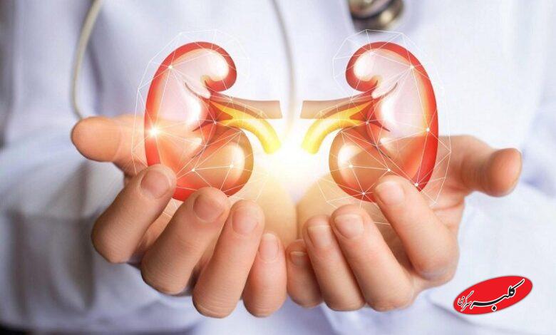 غذاهای خوب برای کلیه