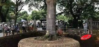 اسرار جابه جایی درختان چند صد تنی