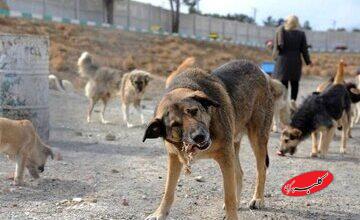 آغاز عملیات جمعآوری سگهای ولگرد در تهران/ راهاندازی کلینیکهای سیار برای عقیمسازی سگها