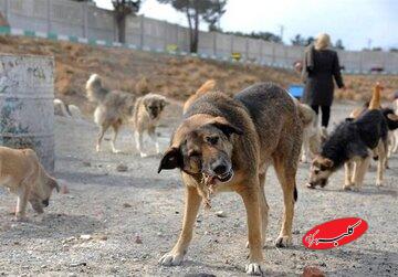 آغاز عملیات جمعآوری سگهای ولگرد در تهران/ راهاندازی کلینیکهای سیار برای عقیمسازی سگها