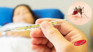 از ابتدای سال ۱۱۰۷ بیمار مبتلا به تب دنگی در کشور شناسایی شد/ صید پشه آئدس در ۱۱ استان